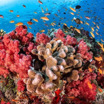 Salvar el océano coral por coral