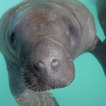 ¿Y si desaparece el manatí amazónico?, Brasil tiene la respuesta