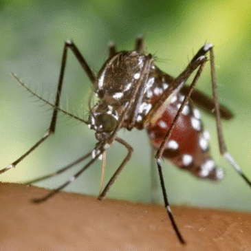 Colombia podría ponerle fin al dengue