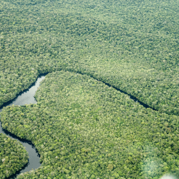 Masbosques asegura un futuro verde