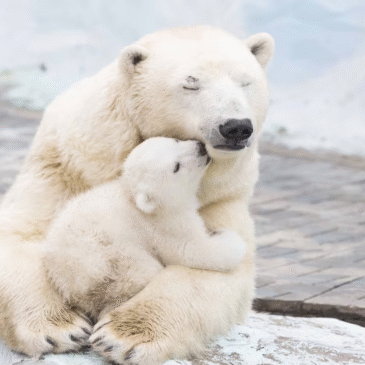 Histórico: nace la primera osezna polar de Latinoamérica