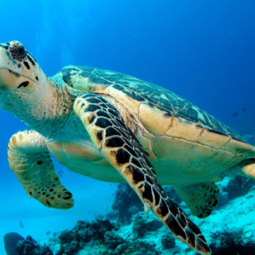 Tortugas en peligro, mujeres al rescate