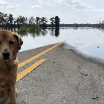 Colombia protegerá a los animales en casos de desastres naturales