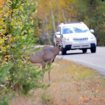 Brasil usará la IA para evitar muertes de animales silvestres