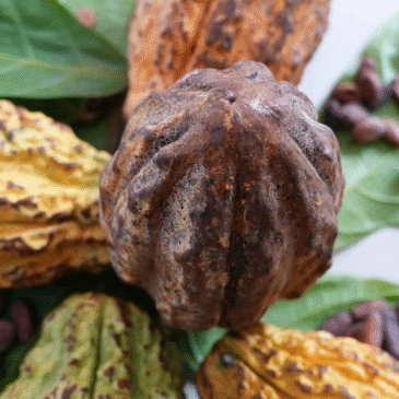 El chocolate que cuida al planeta y a las mujeres que lo producen