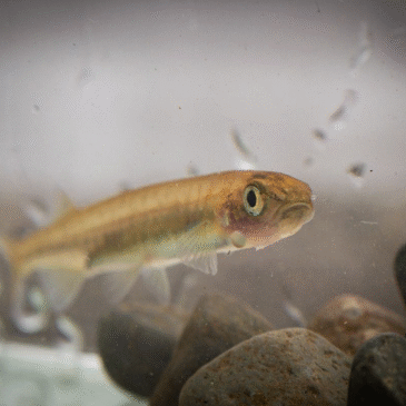 Un pez de tres centímetros está cambiando la pesca en Chile