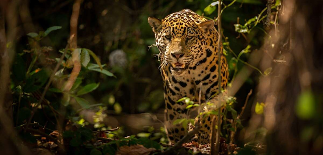 Esta científica protege jaguares como nadie imagina