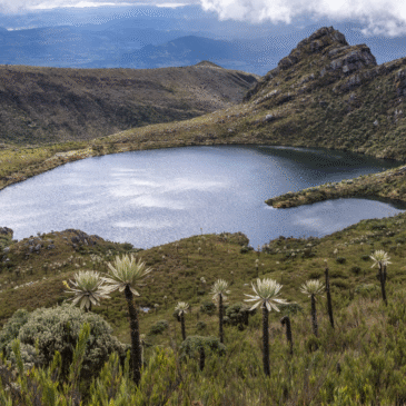 Salvar los páramos para proteger la vida