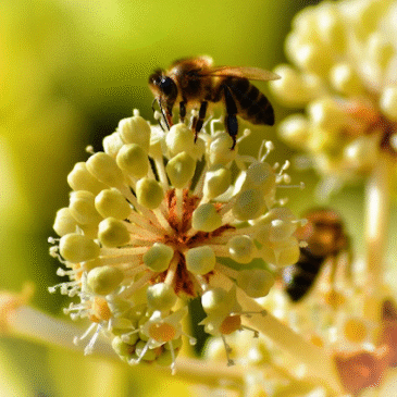 Abeja Negra SOS: la organización liderada por mujeres para salvar abejas en México