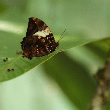 Pilpintuwasi: de criadero de mariposas a centro de rescate de animales silvestres