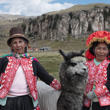 En Perú, mujeres rescatan la producción de fibra de alpaca