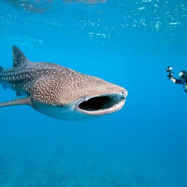 Salvar el tiburón ballena antes que sea tarde
