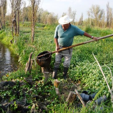 La escuela que rescata el arte ancestral de las chinampas para alimentar el futuro de la Ciudad de México