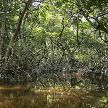 Madres del manglar: mujeres que protegen los manglares de Brasil
