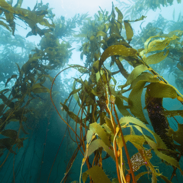 El rol vital de las recolectoras chilenas en la defensa de sus bosques submarinos