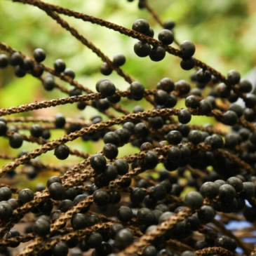 La palmera de asai que protege la biodiversidad en la Amazonia de Bolivia