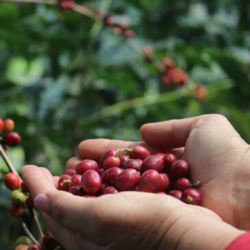 Aves y café: sembrando café, cultivando vida