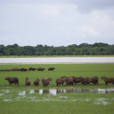 Fundación Cunaguaro: El rugido de la conservación en las sabanas del Llano 