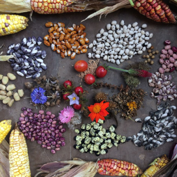 Red de Guardianes de Semillas: de la memoria a la mesa