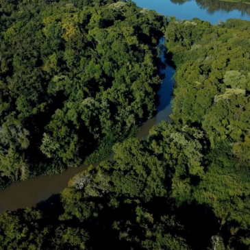 Ambá: la organización que reconecta a Uruguay con su naturaleza perdida