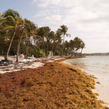SOS Carbon: la tecnología que convierte la amenaza del sargazo en un motor de economía azul para el Caribe